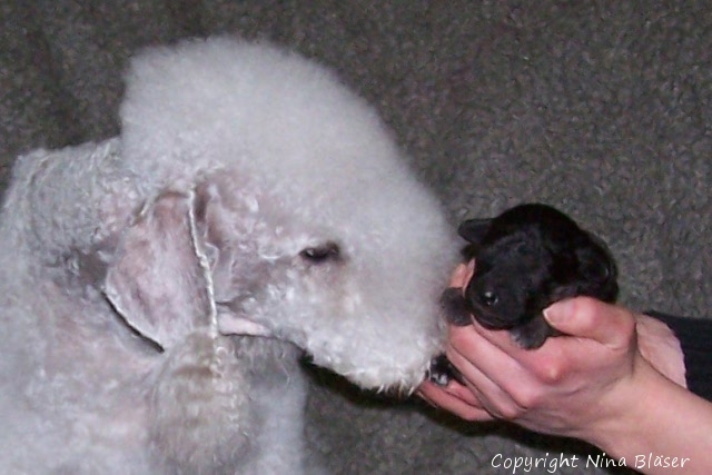 Svet & Arlequin 20012008-2.JPG